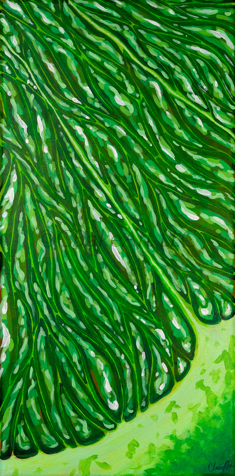 Up Close Lime Slice